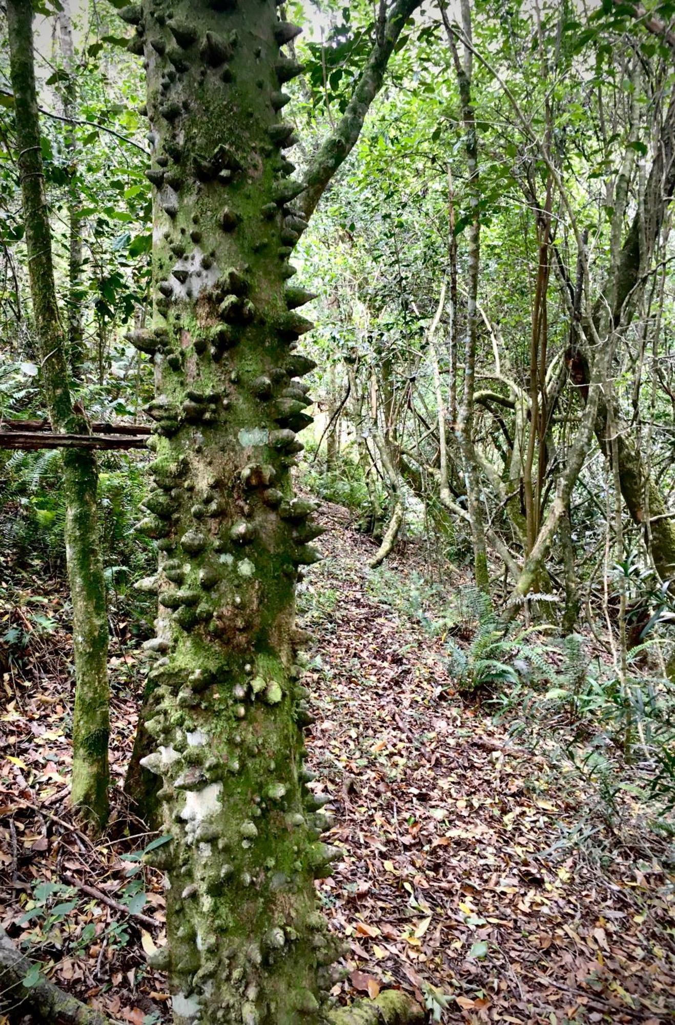 Pura Vida Forest Cabin Witelsbos ภายนอก รูปภาพ