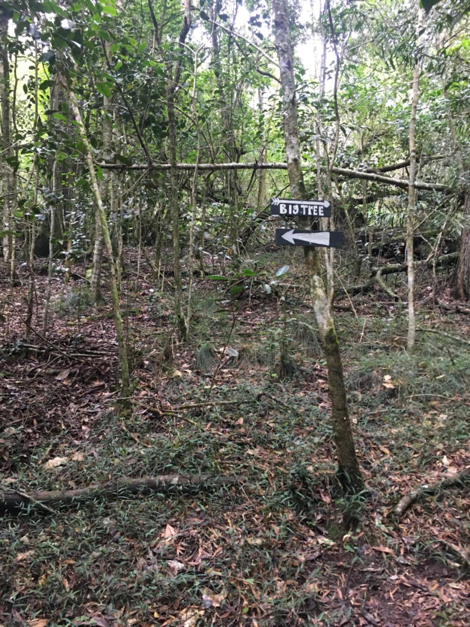 Pura Vida Forest Cabin Witelsbos ภายนอก รูปภาพ
